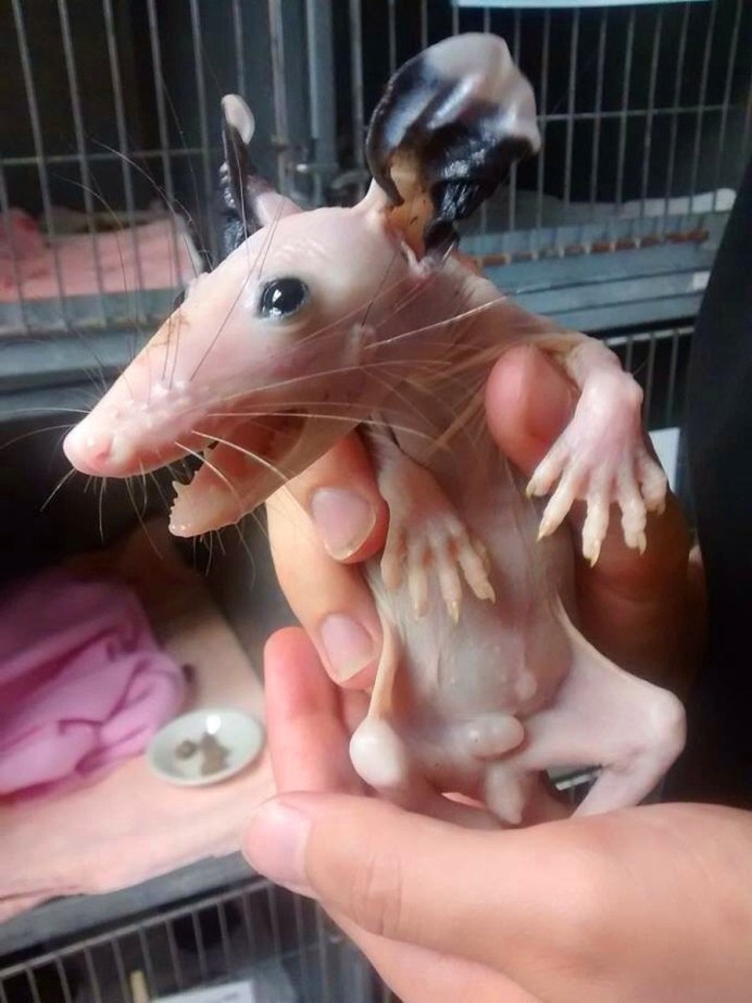 Редкий опоссум