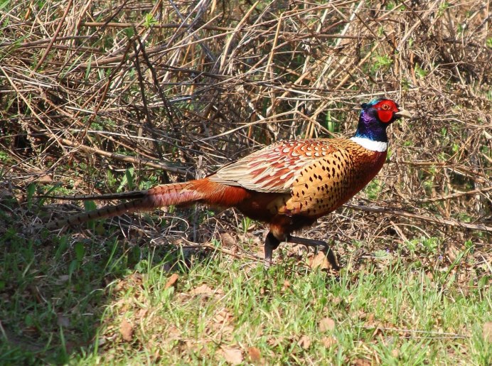 Фазановые (Phasianidae)