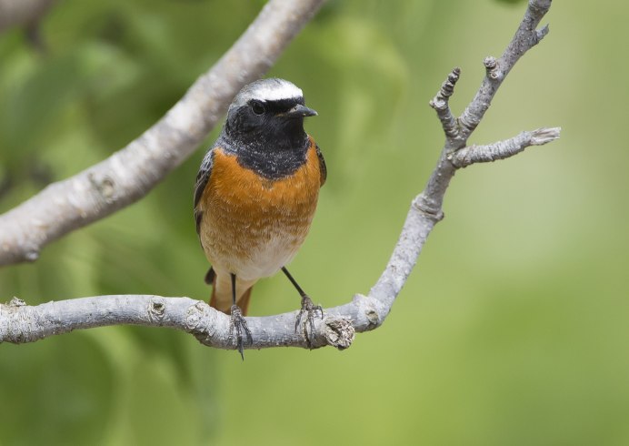 Странствующий Дрозд (turdus migratorius)