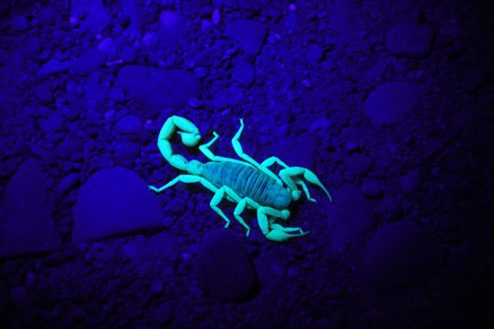 Parioscorpio Venator