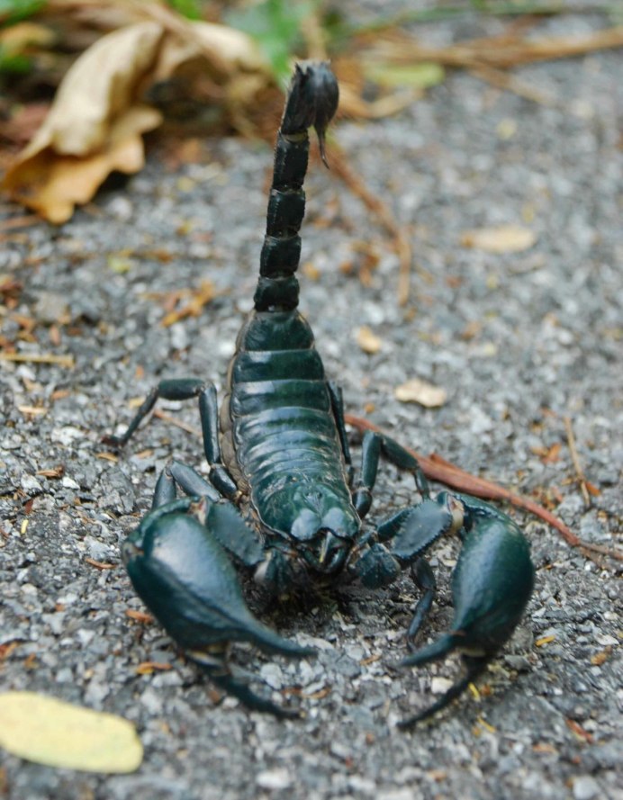 Euscorpius flavicaudis