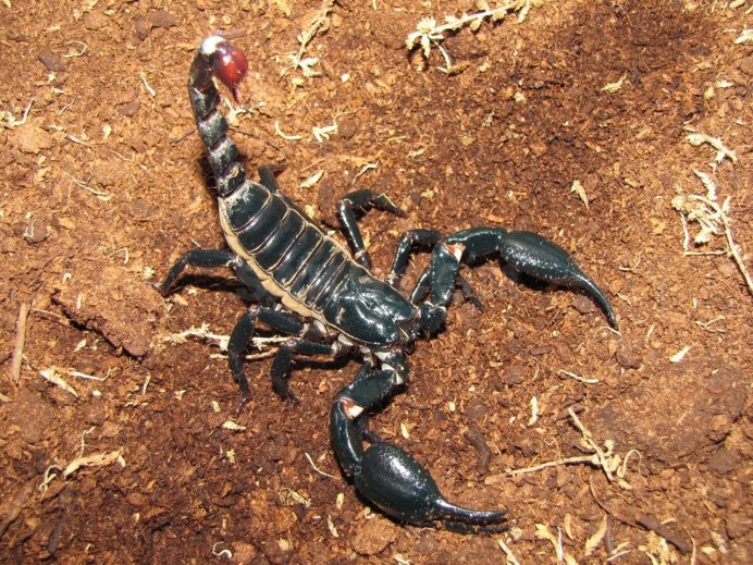 Heterometrus petersii