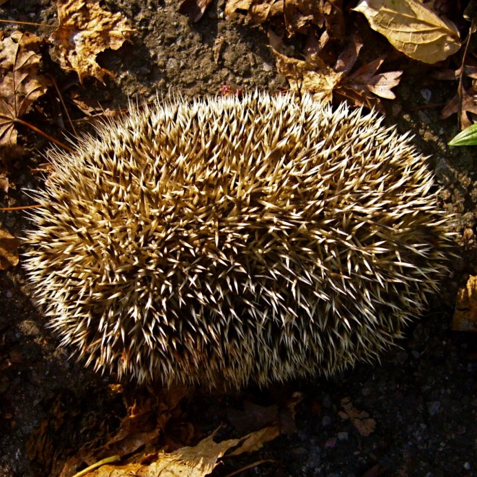 Hemiechinus auritus