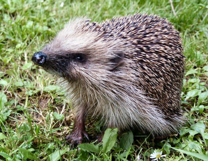 Erinaceus europaeus