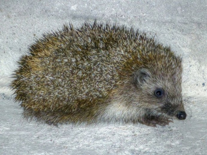 Erinaceus europaeus