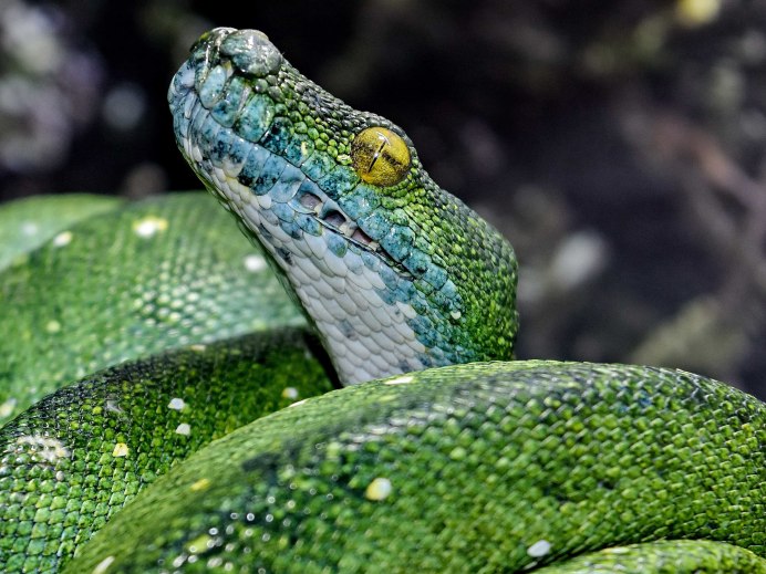 Python Skin