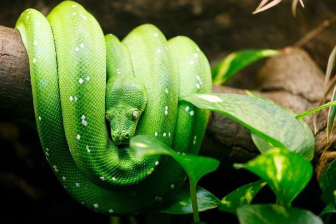 Питон Morelia viridis
