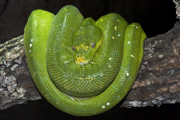 Зелёный древесный питон Morelia viridis
