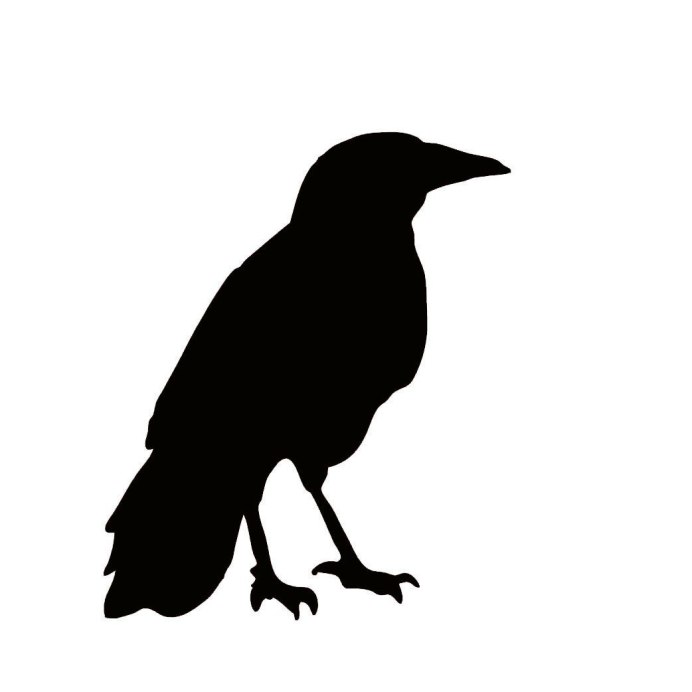 Коракс рекс