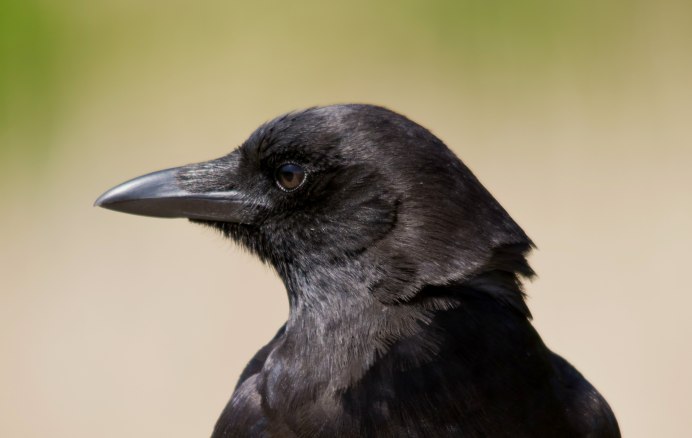 Crow or Raven