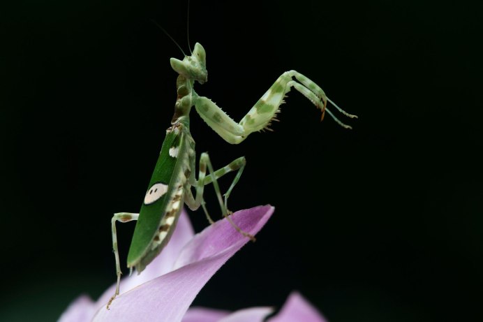 Pseudocreobotra wahlbergi