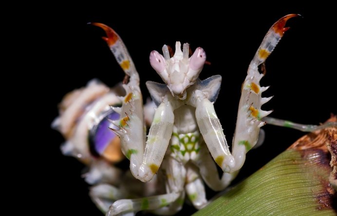 Земляной богомол (Geomantis Larvoides)