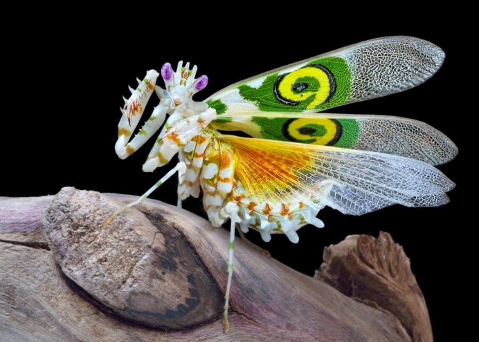 Pseudocreobotra wahlbergi