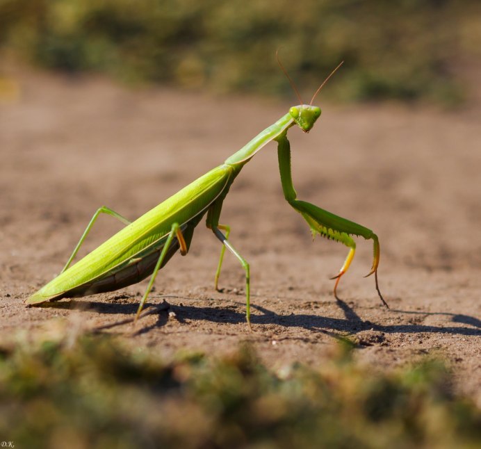 Богомол Pseudocreobotra wahlbergii
