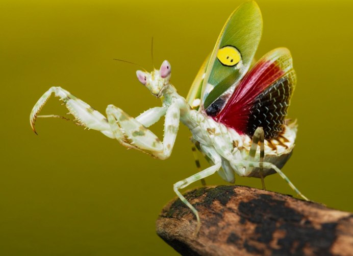 Цветочный богомол Creobroter gemmatus