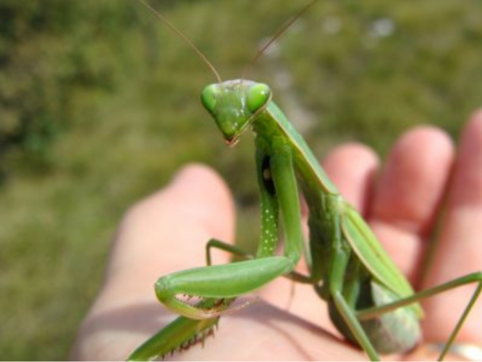 Praying Mantis насекомое