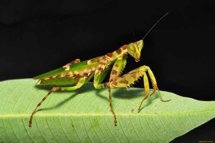 Spiny Flower Mantis