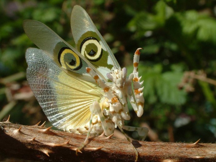 Богомол Idolomantis diabolica