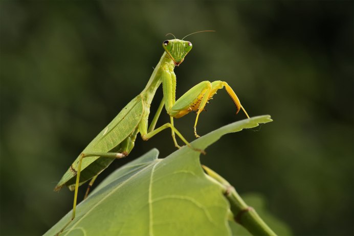 Pseudocreobotra wahlbergi