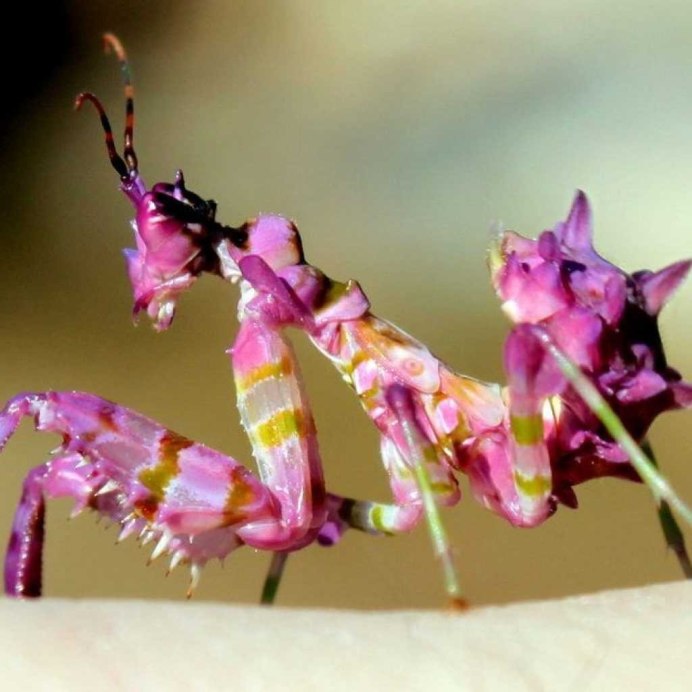 Чертов цветок (Idolomantis diabolica)