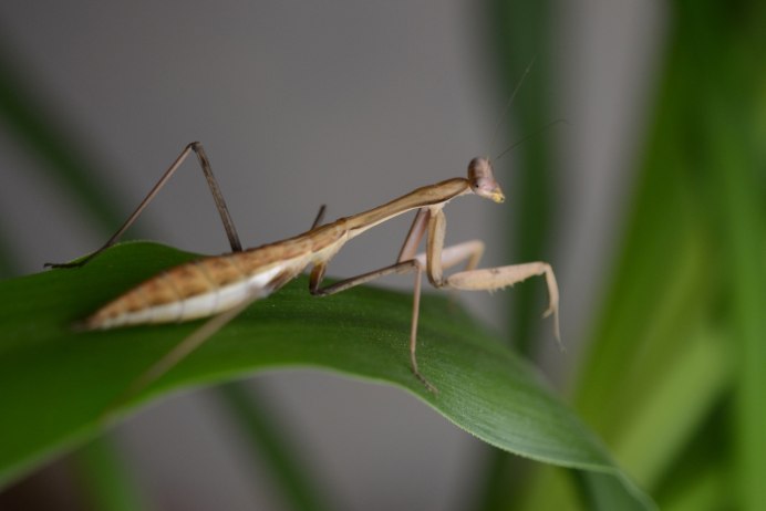 Gongylus gongylodes