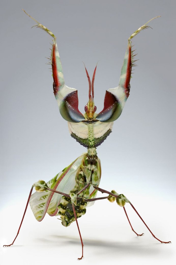 Богомол Creobroter meleagris
