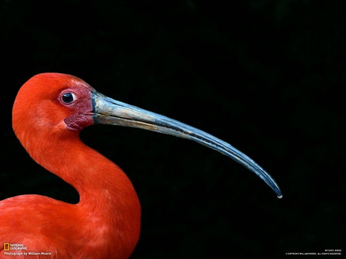 Красная птица с длинным клювом