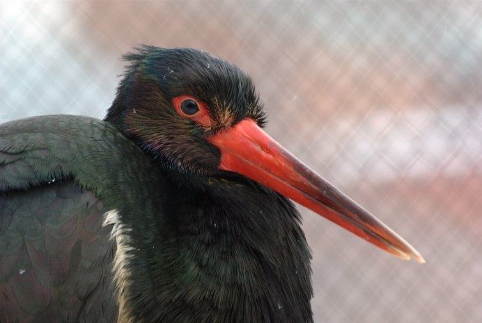 Птица с изогнутым клювом