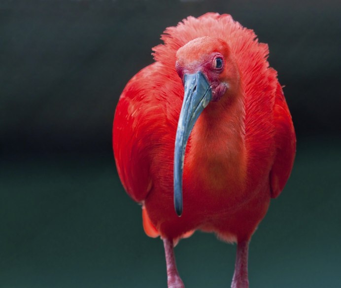 Птица с красной мордой