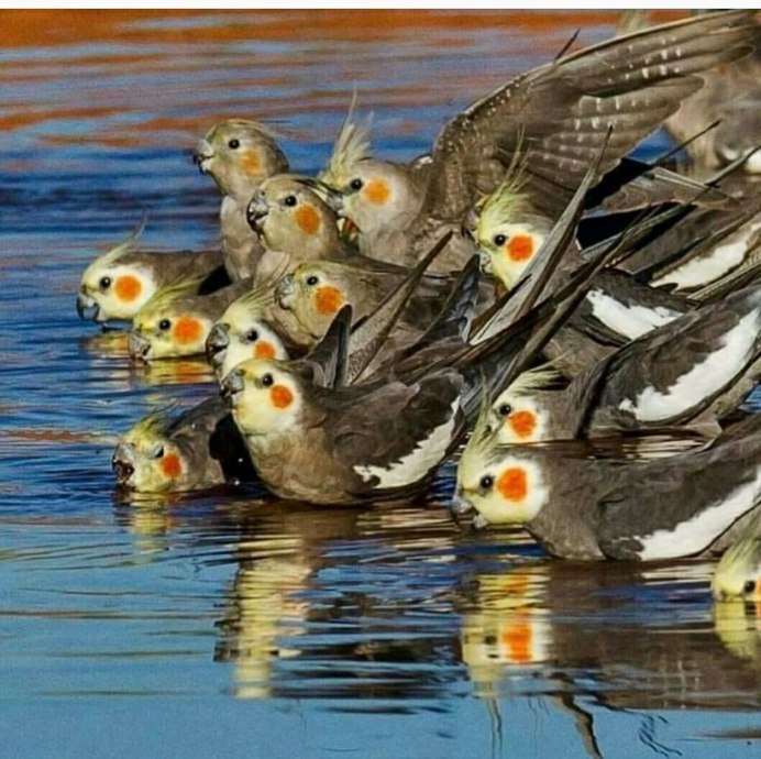 Стая корелл в дикой природе