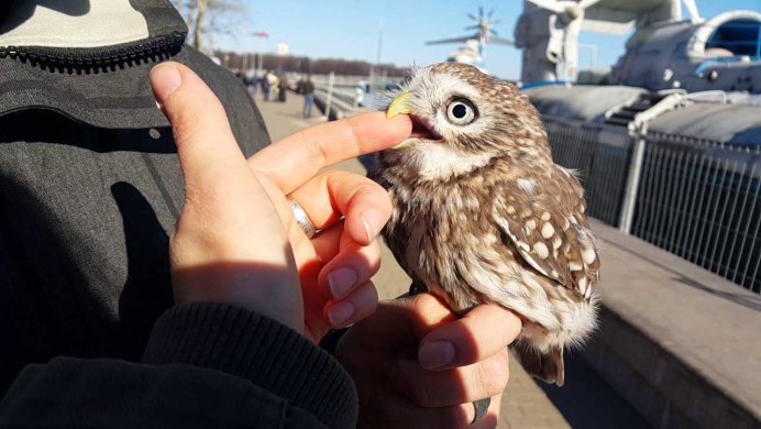 Сова карликовый Сыч