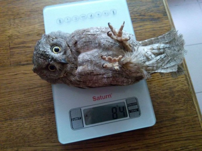 Сплюшка Otus SCOPS