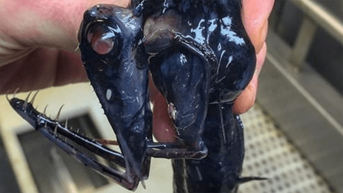 Stoplight loosejaw