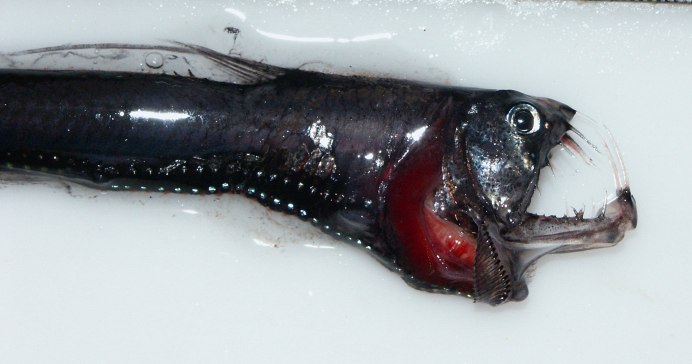 Loosejaw stoplight Fish