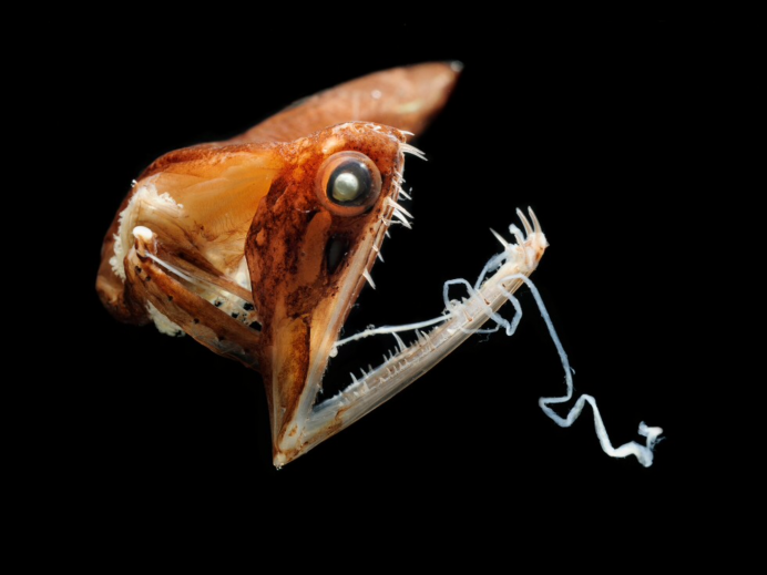 Stoplight loosejaw