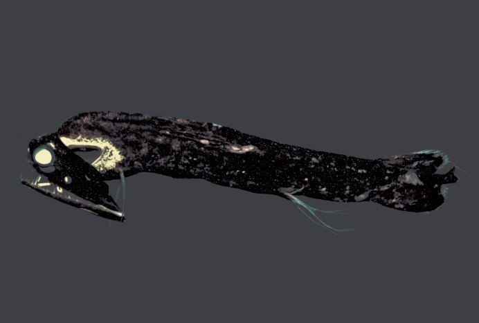 Grammatostomias flagellibarba