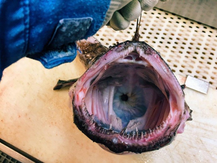 Черная рыба-дракон (Dragonfish)