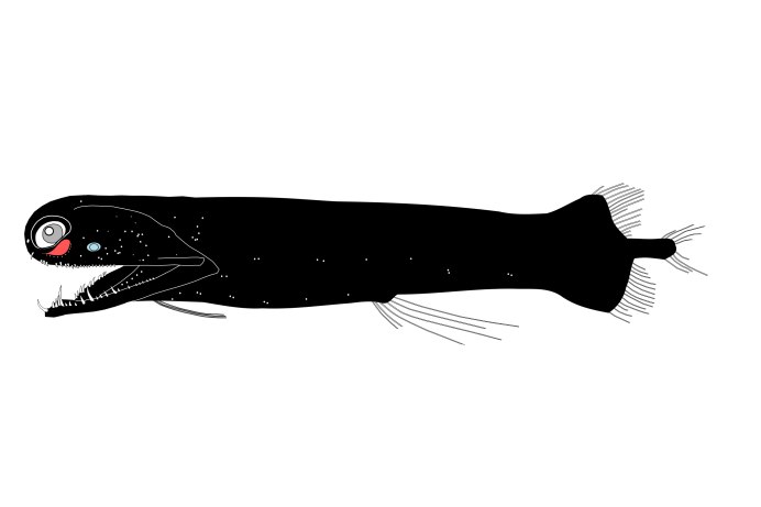 Pachystomias microdon