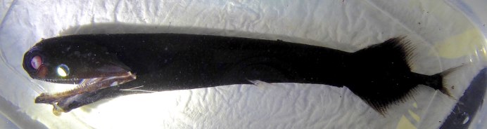 Pachystomias microdon