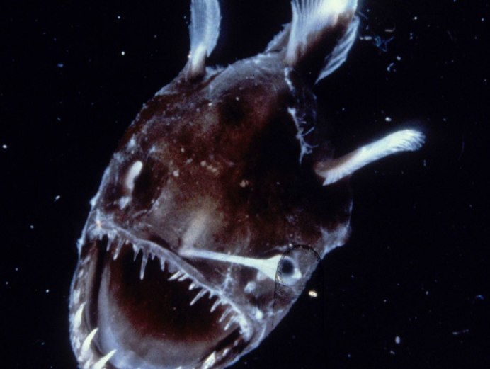 Рыбы топорики(stomiiformes, Sternoptychidae)