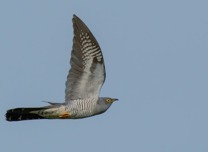 Cuculus canorus Кукушонок