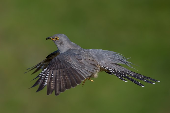 Кукушка в Забайкалье