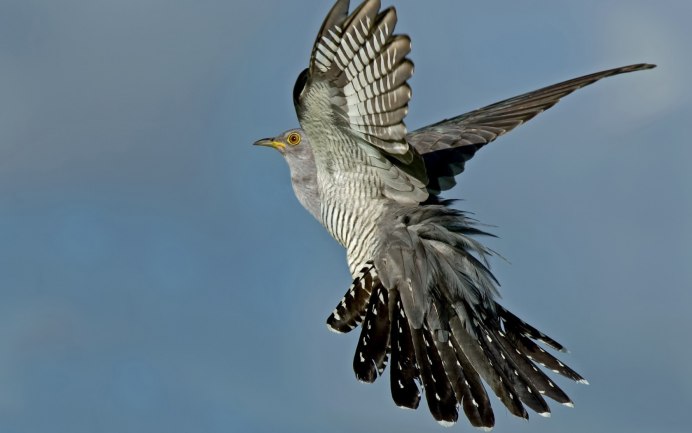 Четырёхкрылая Кукушка