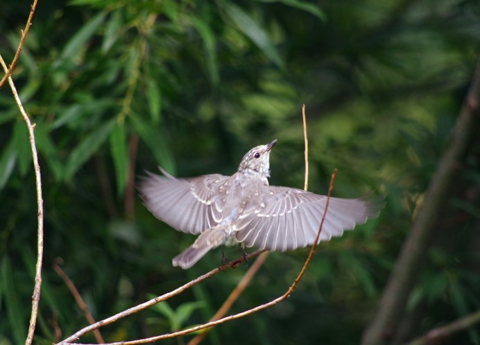 Обыкновенная Кукушка ноги