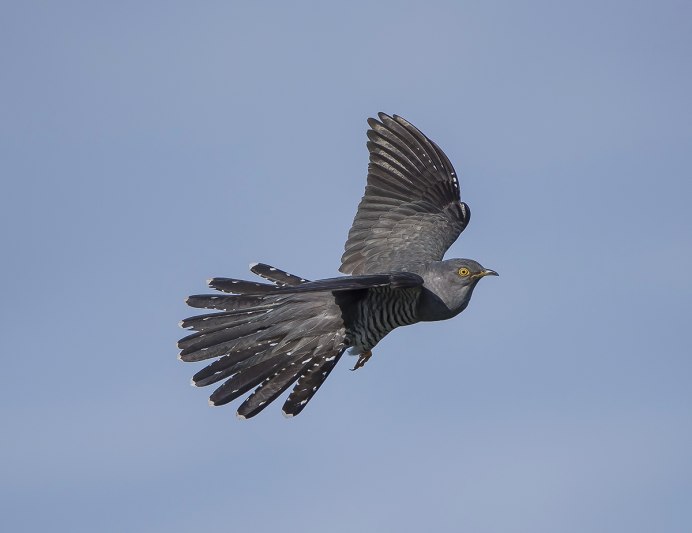 Полет кукушки