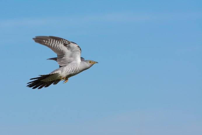 Обыкновенная Кукушка