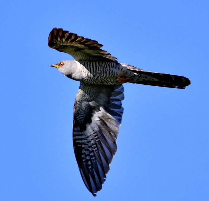 Одиночный полет кукушки