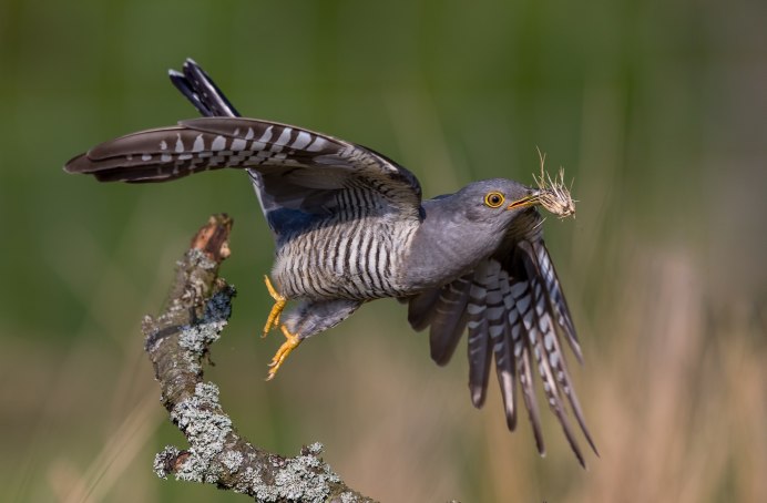 Четырёхкрылая Кукушка