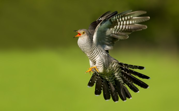 2016 - Кукушка