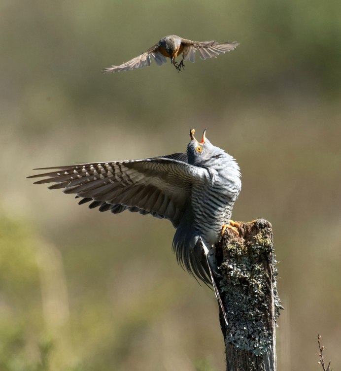 Кукушка ест